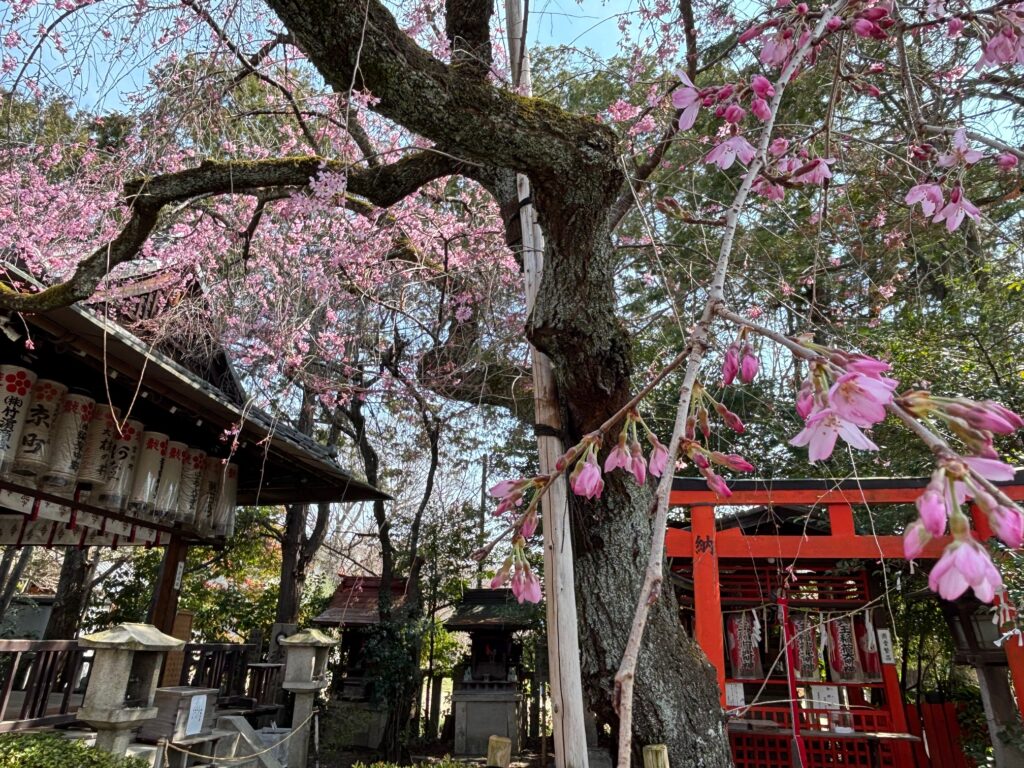 春の訪れを告げる水火天満宮のしだれ桜