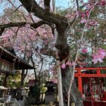 春の訪れを告げる水火天満宮のしだれ桜