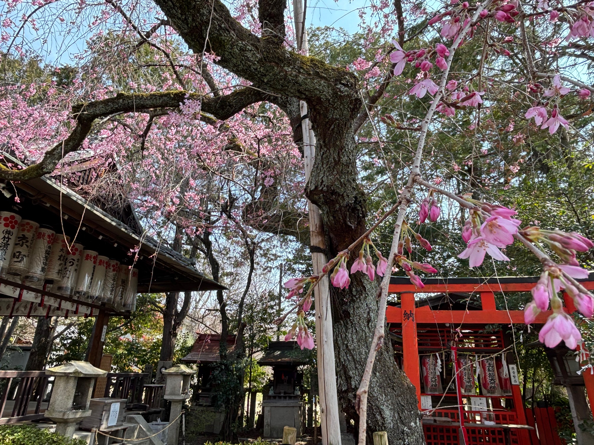 【猫のひげlog】vol.7- 西陣で日常のお花見を楽しむ